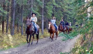 riding, horses, horse riding-1935051.jpg