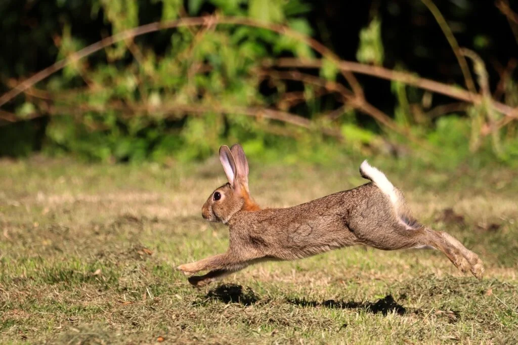 rabbit, hare, bunny-7285008.jpg