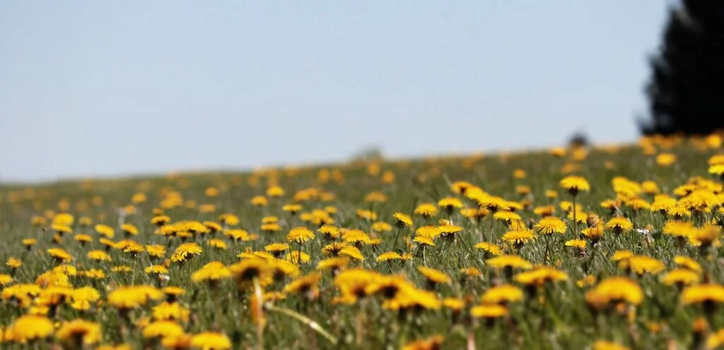 dandelion, meadow, dandelion meadow-3381676.jpg
