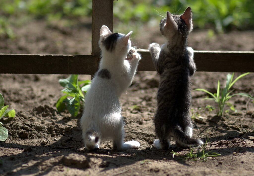 kitten, little, playful-4321163.jpg
