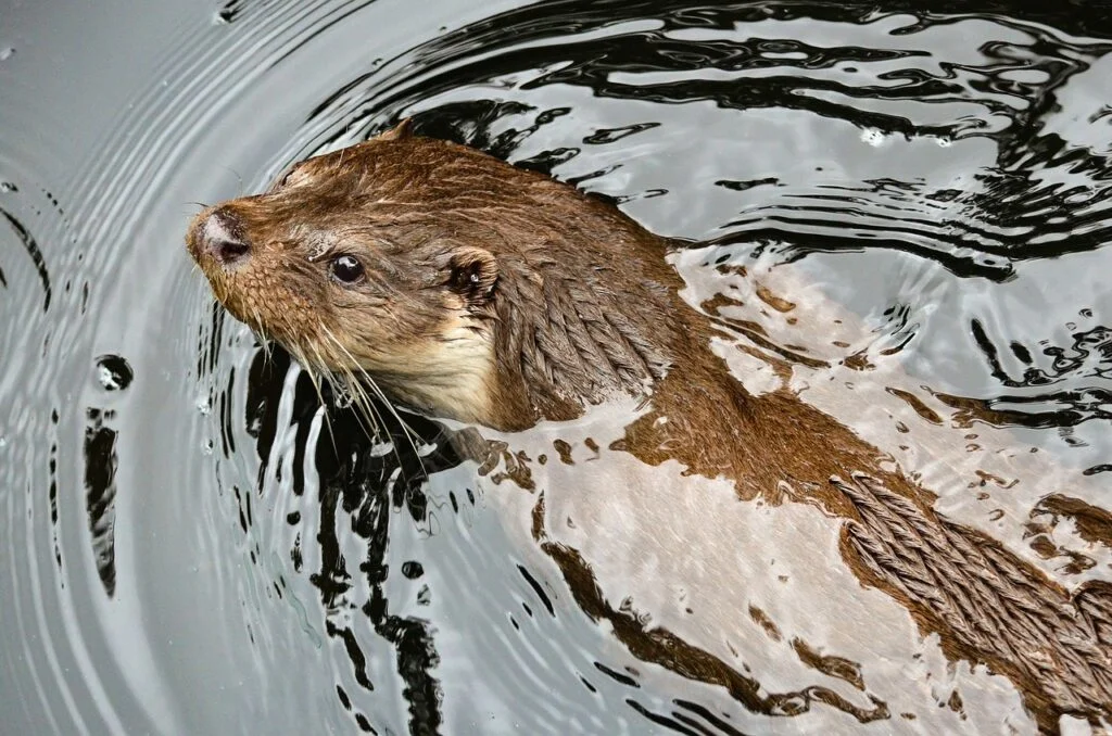 otter, nature, water marten-7307280.jpg