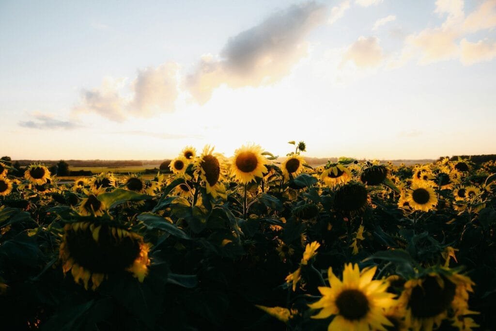 A field of sunflowers backlit by low sun in a warm sky.